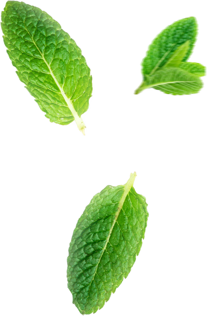 Ingrediente cappuccino con menta