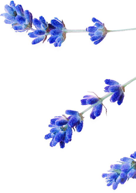 Ingrediente lavanda maple